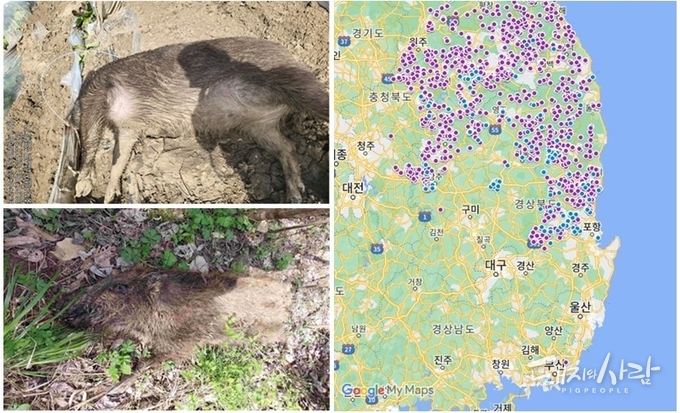 ASF 감염멧돼지 및 발생지도(파랑: 최근 한 달간 발견지점, 보라: 기존 발견지점)@구글지도, 국립야생동물질병관리원