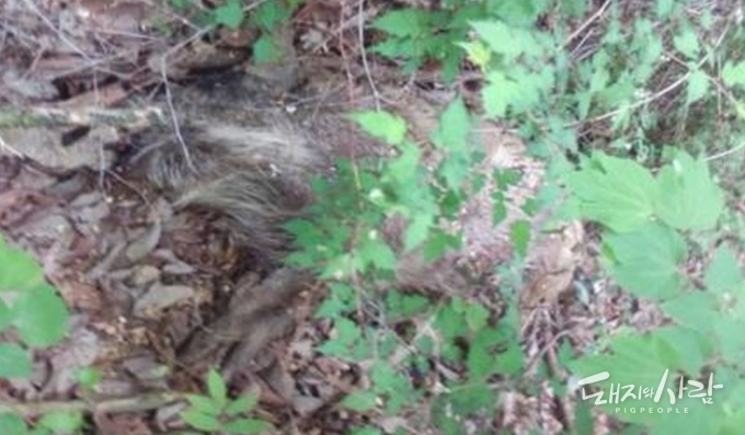 지난 9일 경북 문경시 농암면 소재 야산에서 발견된 ASF 감염멧돼지 폐사체(#4045)@국립야생동물질병관리원
