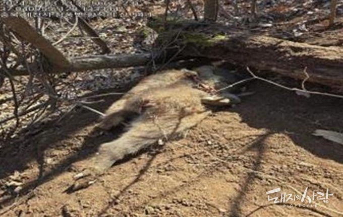 지난 5일 ASF 양성개체로 확인된 충북 제천 멧돼지 폐사체(3일 발견)@국립야생동물질병관리원